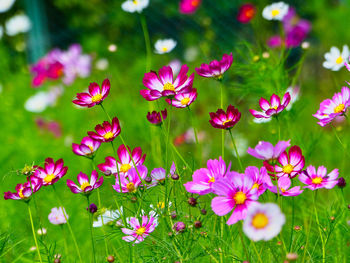 Close-up of pink flowering plants on field