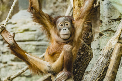 Monkey sitting on tree trunk in zoo