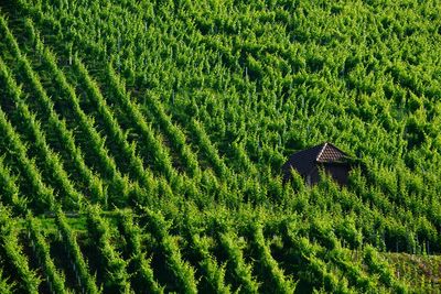 High angle view of green field