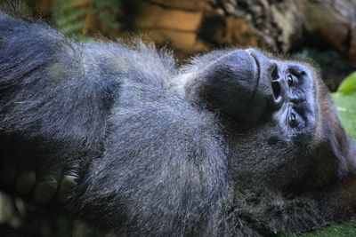 Close-up of a monkey