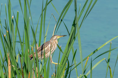 Side view of a bird on grass