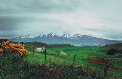 Scenic view of field against sky