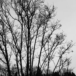 Low angle view of tree against sky