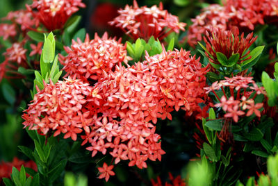 Close-up of red flowers blooming outdoors