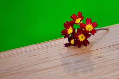 Close-up of flowers on wood