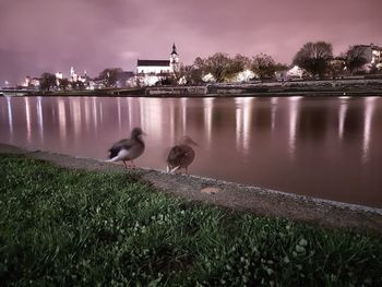 Ducks perching on river in city