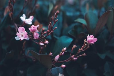 Close-up of pink flowering plant