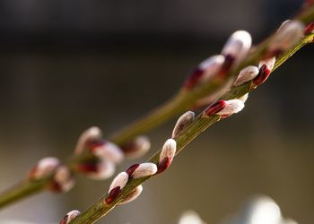 Close-up of flower buds on twig