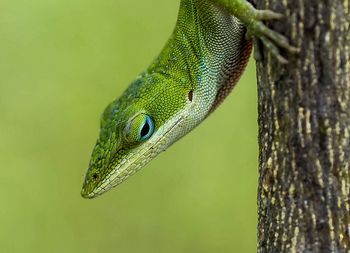 Close-up of green lizard on tree