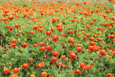 Close-up of red poppy flowers in field