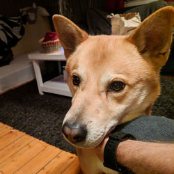 Close-up portrait of dog looking away at home