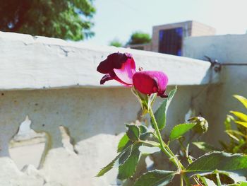 Close-up of pink flowers blooming outdoors