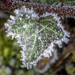 Close-up of frozen leaves on tree during winter