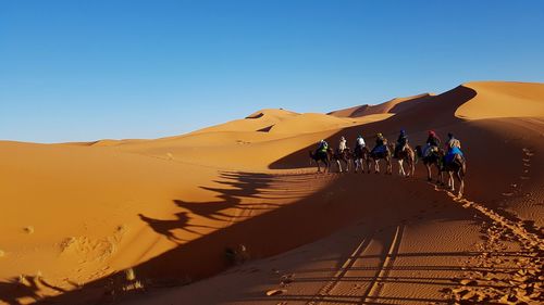 People riding on camels at desert against clear sky