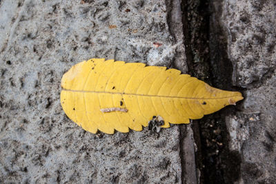 Close-up of yellow leaf on wood