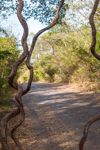 Tree trunk by road in forest