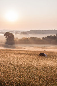 Scenic view of field against sky during sunrise