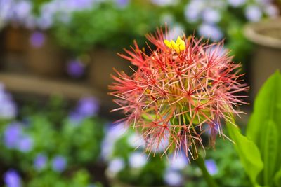 Close-up of red flowering plant