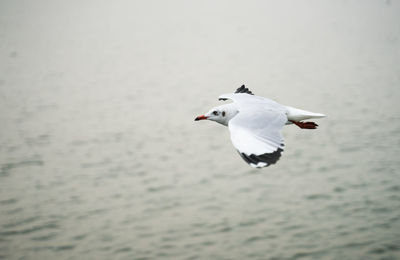 Seagulls flying over sea