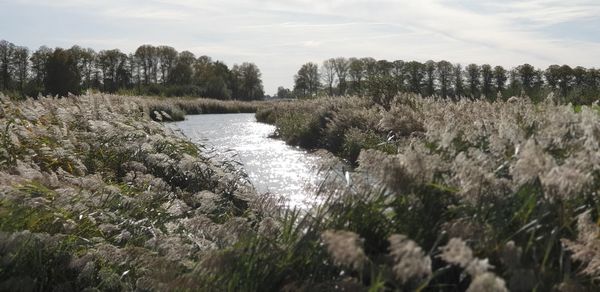 Scenic view of river amidst trees against sky