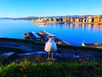 Seagulls on a city