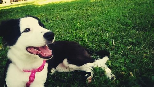 Close-up of dog on field