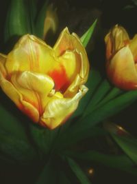 Close-up of yellow flower