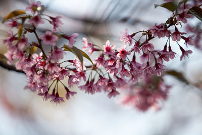 Close-up of pink cherry blossoms