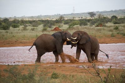 indian elephant
