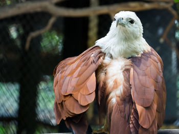 Close-up of eagle perching in zoo