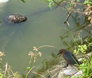 High angle view of birds in lake