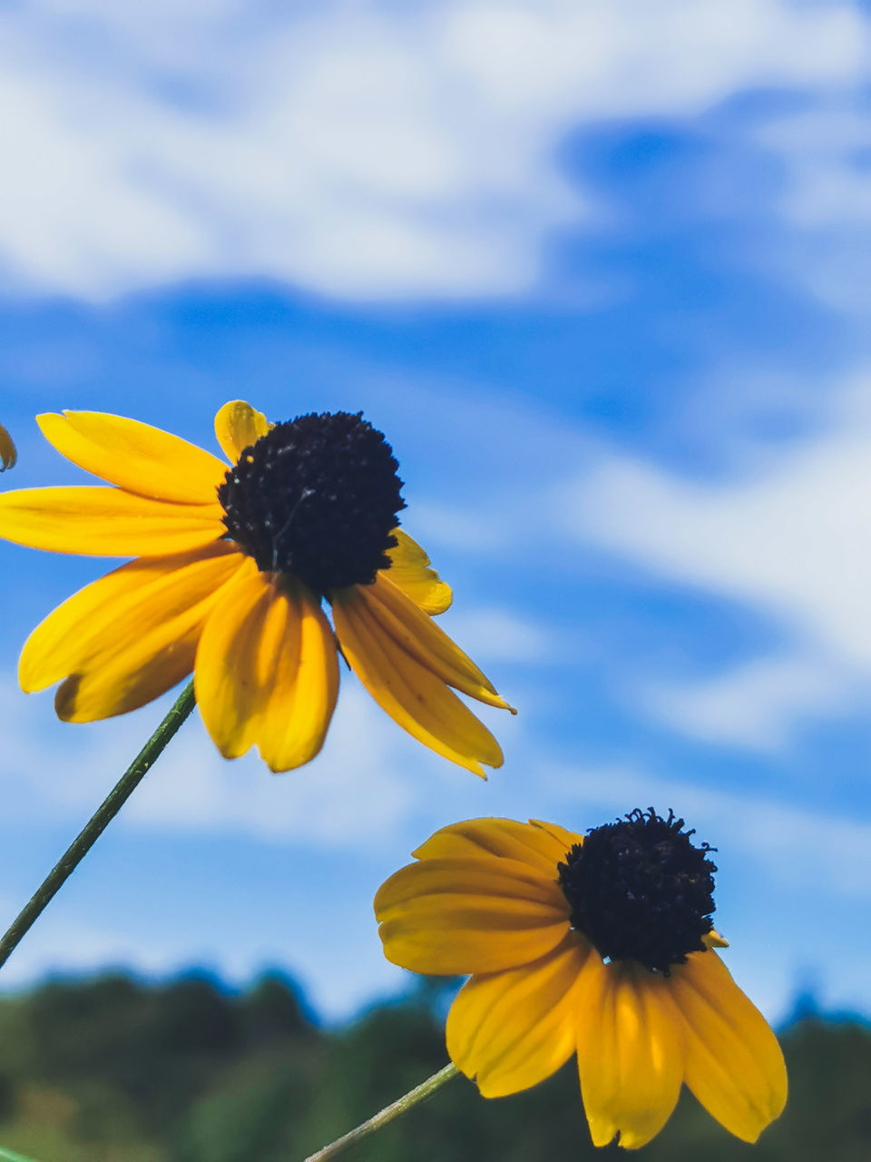 CLOSE-UP OF YELLOW FLOWER BLOOMING