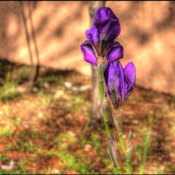 Close-up of purple flowers blooming in field