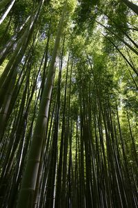 Low angle view of bamboo grove