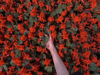 High angle view of autumn leaves with red flowers 