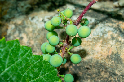 Close-up of grapes growing in a vineyard