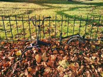 Autumn leaves on field