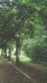 Road amidst trees