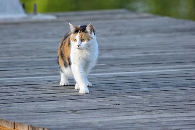 Cat walking on dock