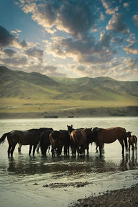 Horses on beach against sky during sunset