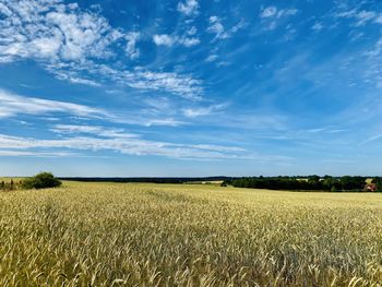 Scenic view of agricultural field against sky