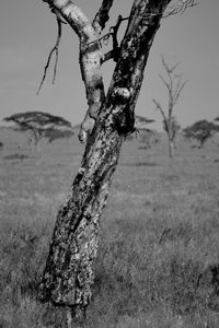 Dead tree on field against sky