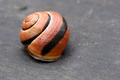 Snail on slate