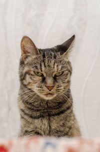 Close-up portrait of a cat