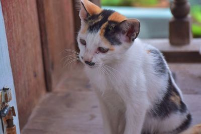 Close-up of a cat looking away