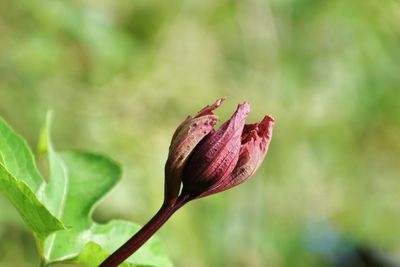 Close-up of flower bud