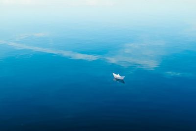 High angle view of bird swimming in sea