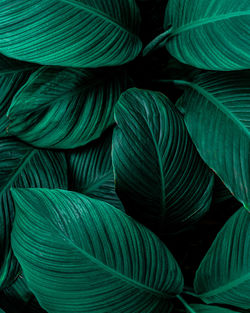 Closeup nature view of green leaf background, dark wallpaper concept.