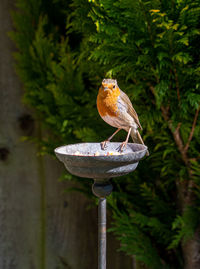 European robin redbreast bird on brass feeder in garden in spring