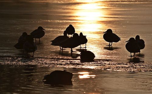 Silhouette birds on beach against sky during sunset
